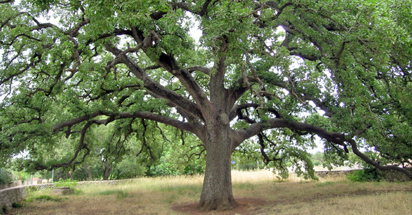 la secolare Quercia Vallonea a Tricase (Lecce)